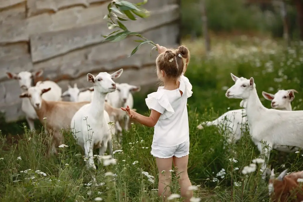Kinderboerderij in Ede